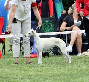 Blaise_20150725_Strömsholm_4 Blaise_20150725_Strömsholm_4