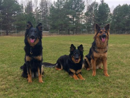 Nellie, Baaya och Fabbe