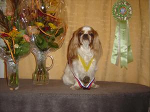 Greta. Charlie Bay Lady Aurora  World Winner Bitch