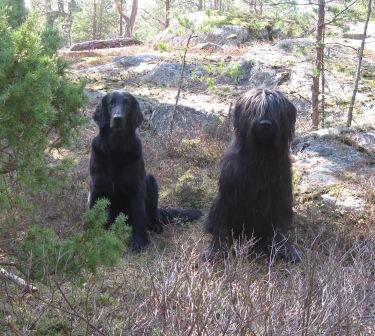 Skrållan och Valle väntar på sin tur