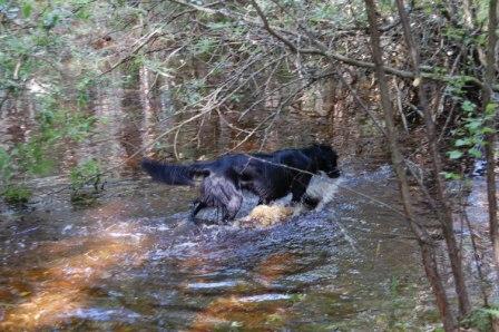 Greta i pölen i skogen