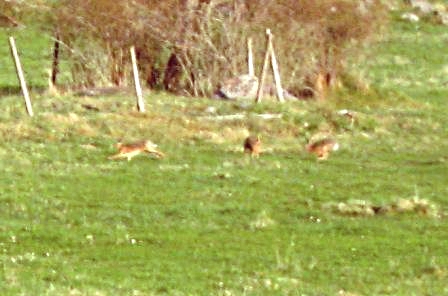 hararna