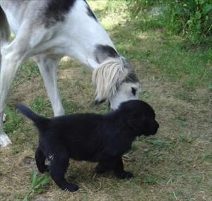 Luckan och bebis