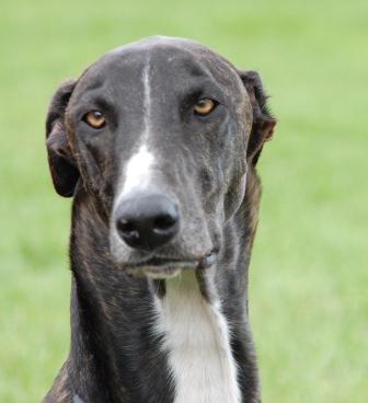 Greyhound