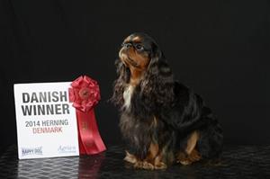 33. Viky Dansk vinnare 2014 33. Viky Dansk vinnare 2014
