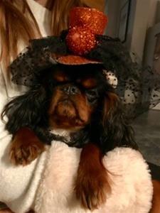 Hallowen 1