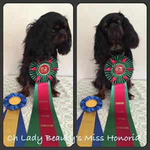 Lady Beauty´s Miss Honoria Lady Beauty´s Miss Honoria