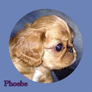  Phobe