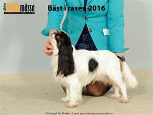 2016-12-04 Midas Svensk Vinnare 2016-12-04 Midas Svensk Vinnare