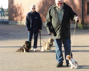 Bernard på ringträning med husse.