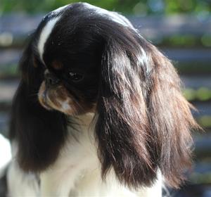 10. Månadsbild Oktober 2014