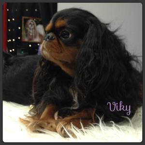 Viki