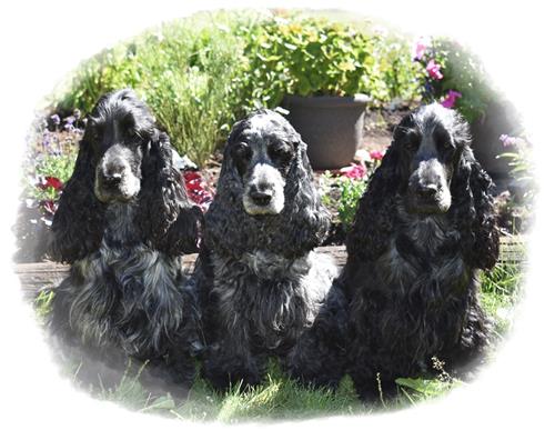 trio trio