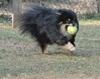 Bonzo tycker om att hämta bollen.