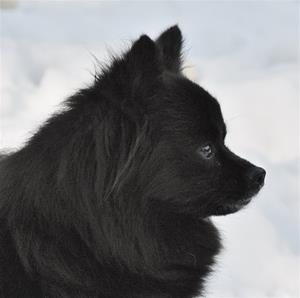 Soya i profil feb2014 Soya i profil feb2014