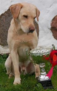 tomtebloss pokal tomtebloss pokal