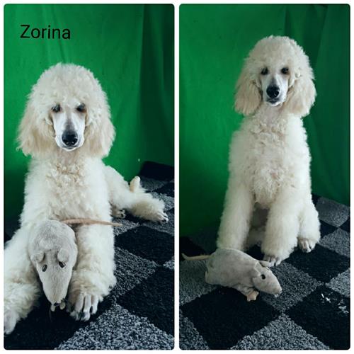 Zorina. Zorina.
