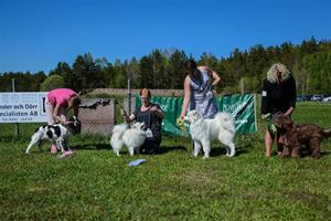 valp6-9mån2014 valp6-9mån2014