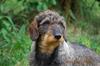 SEVCH Pankbodalens Bull REX 