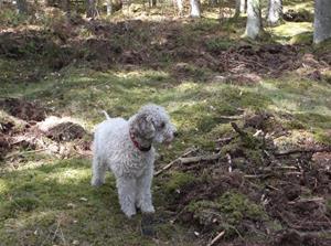 Rosa i skogen