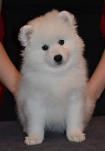 Edelbi'z snowflake 