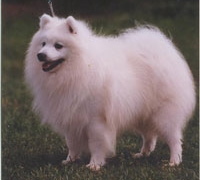 Silverbow storm boy
