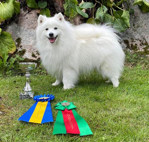 Tulo andra bästa hane cert och Svensk Utställningschampion