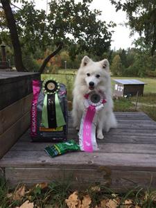 Tess hudiksvall 22 sep 2018 rallylydnad Tess hudiksvall 22 sep 2018 rallylydnad