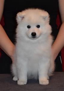Edelbi'z white like snow 
