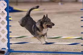 Agility finns för alla storlekar på hundar.