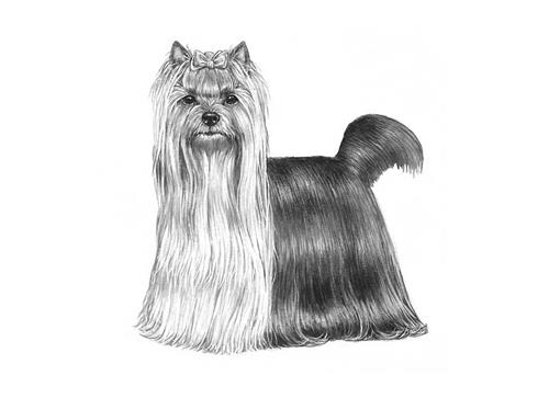 yorkshire-terrier---086_800 yorkshire-terrier---086_800