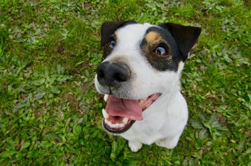 jack-russel-3622449_1280 jack-russel-3622449_1280