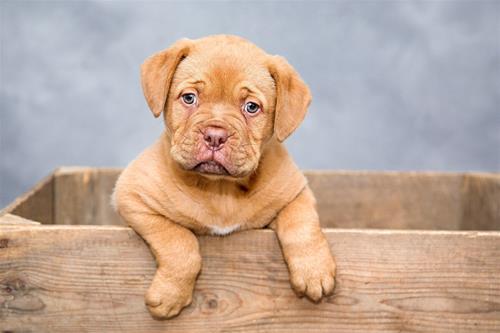 dogue-de-bordeaux-1047521_1920 dogue-de-bordeaux-1047521_1920