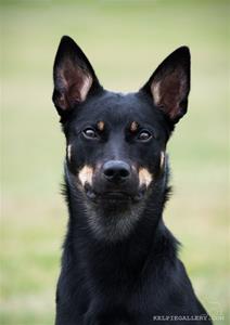 leagardens_blackandtan_khaoz_2015a leagardens_blackandtan_khaoz_2015a