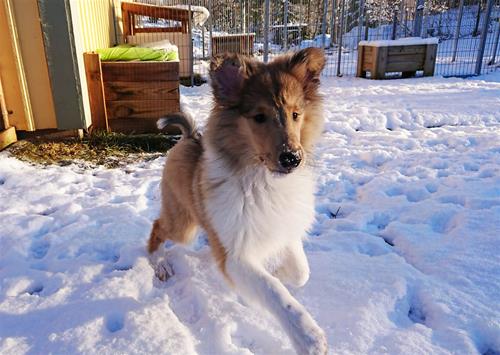 Lexie jan 2018 sno Lexie jan 2018 sno