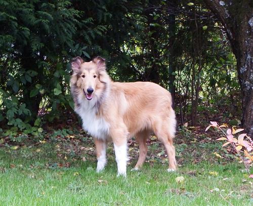 Lassie_i_skogen_DSCF3979 Lassie_i_skogen_DSCF3979
