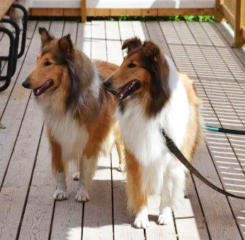 Lassie_Signe DSC_2273 Lassie_Signe DSC_2273
