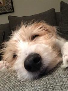 Gizmo (Blacksmithhills-Honey-the-Kid)