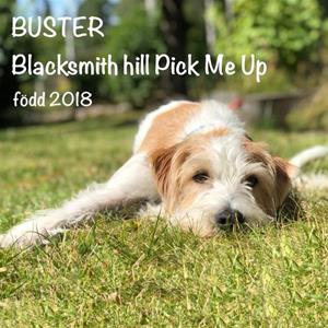 Buster (Blacksmith hill Pick Me Up) och Petra Lilja_ROOKIE