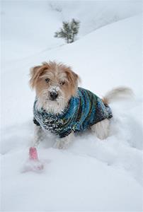 Chico i snön