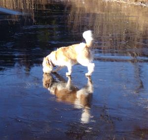 Zeus (Fondador Zalige Zeus) upptäcker en hund under isen!