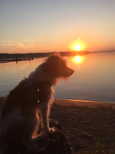 Chico i solnedgången