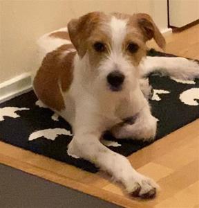 Ernie (Xamirabilis Ernie Enjoy) och Marie-Louise Carlsson_ROOKIE