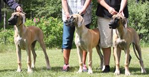 Buick, Tess & Soffi