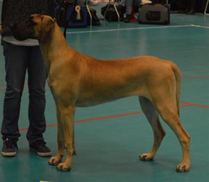 Barbi