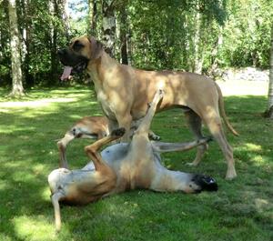 Grimm och Alma