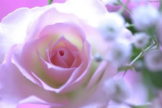 pinkflower-2