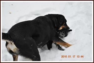 2010-01-17 Arrax & Dixy leker i snön