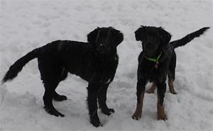Aston & Alexia leker vinter 2012