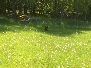Isa i skuggan
